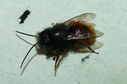 Osmia cornuta